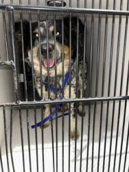 Shelter Stray Female Dog last seen Near A Dr., Knox County ASO, TN, 3201 Division St, Knoxville, TN 37919, USA