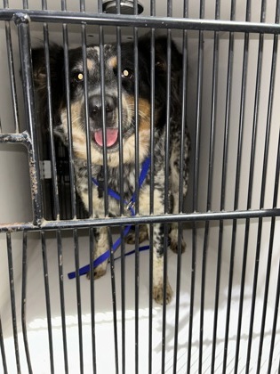 Shelter Stray Female Dog last seen Near A Dr., Knox County ASO, TN, 3201 Division St, Knoxville, TN 37919, USA