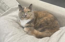 Reunited Female Cat last seen Islington & Norseman St, Toronto, ON 