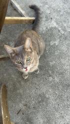 Reunited Female Cat last seen Windmill and Chestnut, San Marcos, TX 78666