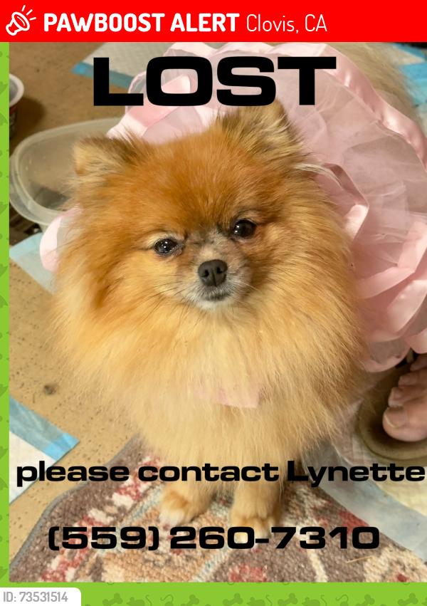 Lost Female Dog last seen Sierra and Sunnyside, Clovis, CA 93612