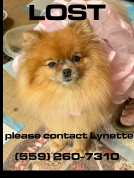 Lost Female Dog last seen Sierra and Sunnyside, Clovis, CA 93612