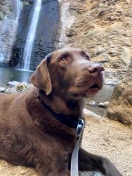 Reunited Male Dog last seen overland and roosevelt, Boise, ID 83705