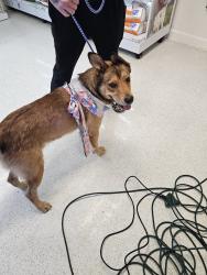 Found/Stray Male Dog last seen Hancock ave, Odessa, TX 79760