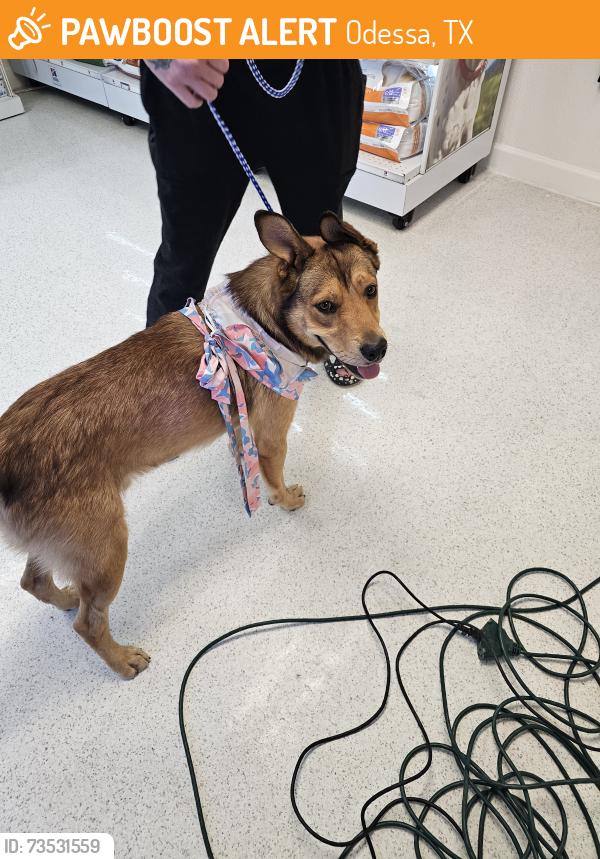 Found/Stray Male Dog last seen Hancock ave, Odessa, TX 79760
