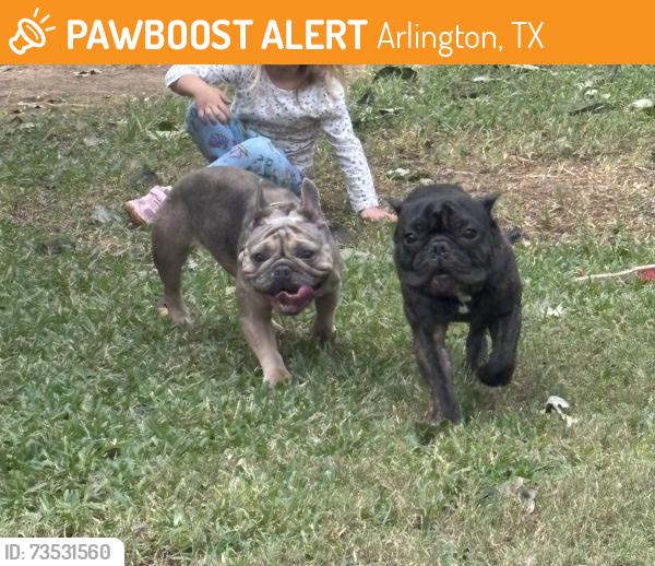 Found/Stray Female Dog last seen Park run dr and Arkansas ln, Arlington, TX 76016