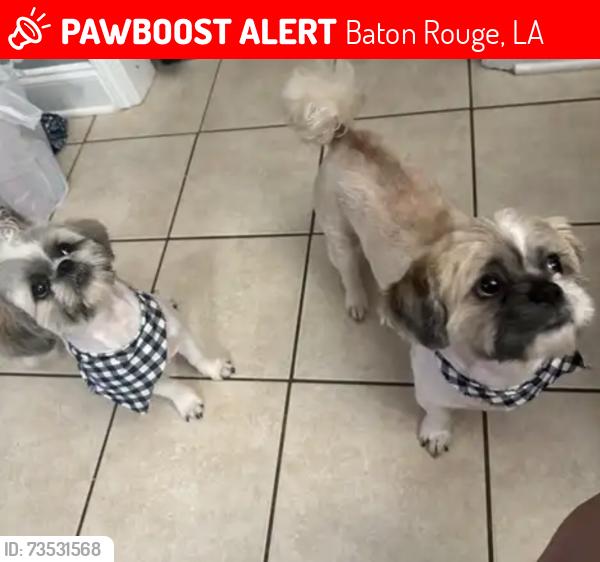 Lost Male Dog last seen Cyndal and woodlyn, Baton Rouge, LA 70816