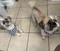 Lost Male Dog last seen Cyndal and woodlyn, Baton Rouge, LA 70816