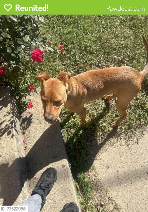 Reunited Male Dog last seen Heidelbach & Oregon St, Evansville, IN 47711
