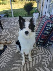 Reunited Male Dog last seen Ingles, Boiling Springs, SC 29316