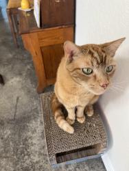 Lost Male Cat last seen Nevada and almeda, Ashland, OR 97520