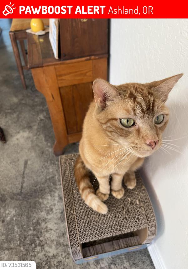 Lost Male Cat last seen Nevada and almeda, Ashland, OR 97520
