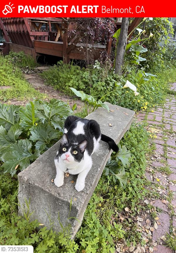 Lost Male Cat last seen Buckland and Talbyrn, Belmont, CA 94002