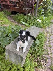 Lost Male Cat last seen Buckland and Talbyrn, Belmont, CA 94002