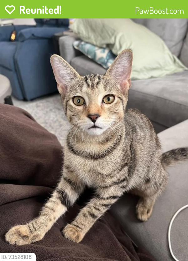 Reunited Female Cat last seen N Brentwood Circle and Leah Lane in Brentwood, Lecanto, FL 34461