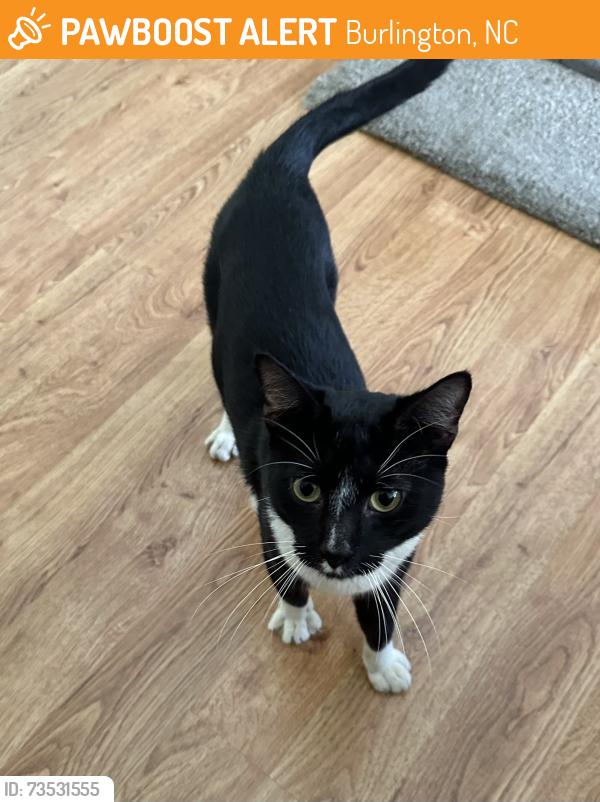 Found/Stray Male Cat last seen Enterprise back parking lot, S Church Str, Burlington, NC, Burlington, NC 27215