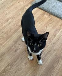 Found/Stray Male Cat last seen Enterprise back parking lot, S Church Str, Burlington, NC, Burlington, NC 27215