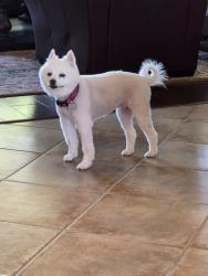 Reunited Female Dog last seen Del Web and Spring Valley, Lincoln, CA 95648