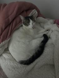 Lost Male Cat last seen Rua inácio couto 547, Jardim Aracati, SP 04949-030
