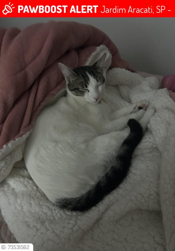 Lost Male Cat last seen Rua inácio couto 547, Jardim Aracati, SP 04949-030