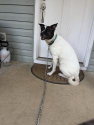 Reunited Female Dog last seen Gentry Farms, Locust Grove, VA 22508