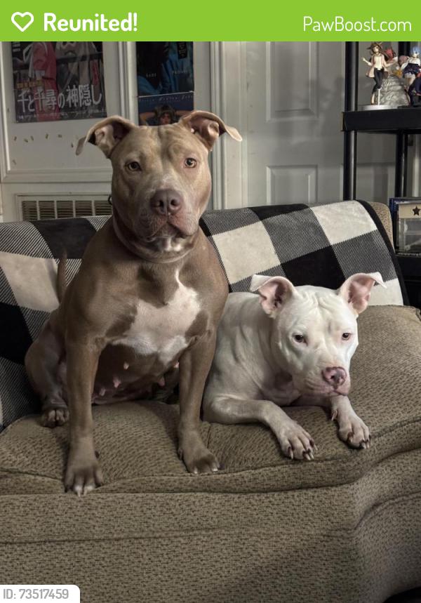 Reunited Female Dog last seen lauder rd and luthe rd, Houston, TX 77039