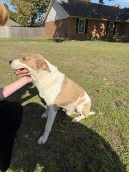 Found/Stray Male Dog last seen Danforth and Kelly, Edmond, OK 73034