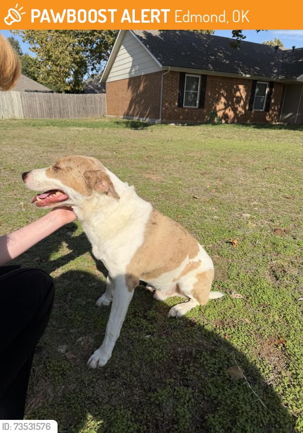 Found/Stray Male Dog last seen Danforth and Kelly, Edmond, OK 73034