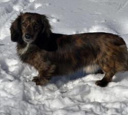 Reunited Male Dog last seen Kirby & Hoffman, Lebanon, OH 45036