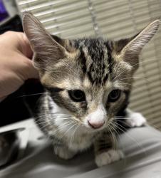 Found/Stray Unknown Cat last seen Port St. Lucie, Port St. Lucie, FL 34986