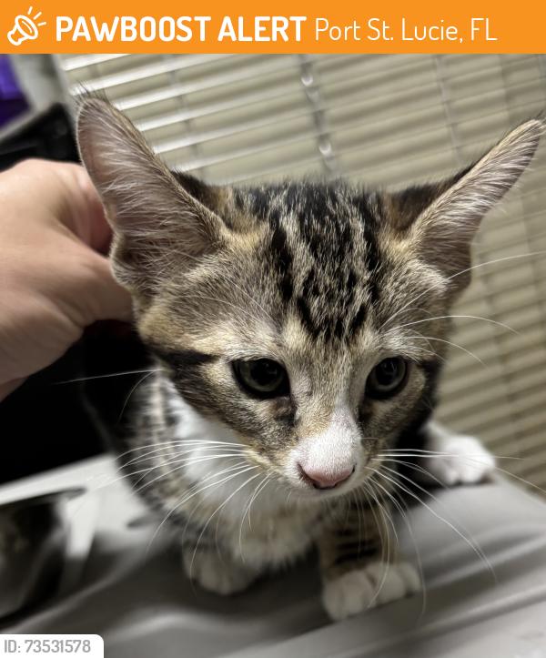 Found/Stray Unknown Cat last seen Port St. Lucie, Port St. Lucie, FL 34986