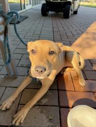 Shelter Stray Female Dog last seen Near Levander Loop, AUSTIN, TX, 78702, 7201 Levander Loop bldg a, Austin, TX 78702, USA