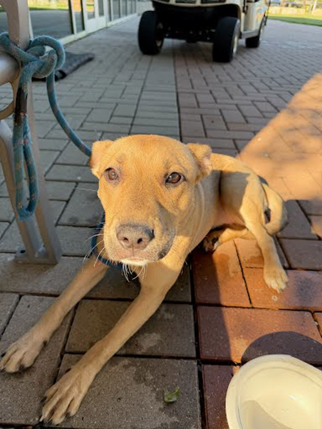 Shelter Stray Female Dog last seen Near Levander Loop, AUSTIN, TX, 78702, 7201 Levander Loop bldg a, Austin, TX 78702, USA