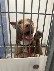 Shelter Stray Male Dog last seen Near Edna Maxine Walk, DEL VALLE, TX, 78617, 7201 Levander Loop bldg a, Austin, TX 78702, USA