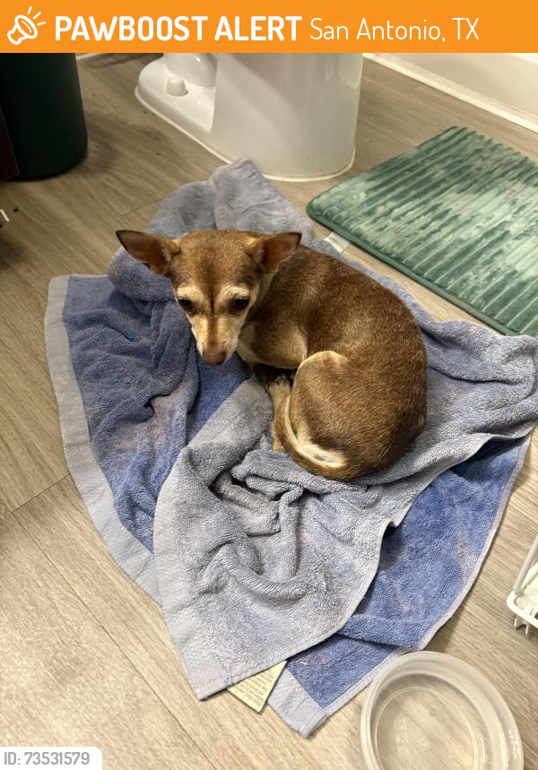 Found/Stray Female Dog last seen Shaenfield Rd, San Antonio, TX 78253