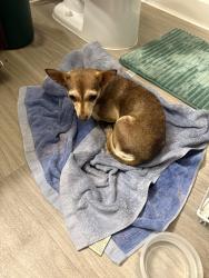Found/Stray Female Dog last seen Shaenfield Rd, San Antonio, TX 78253