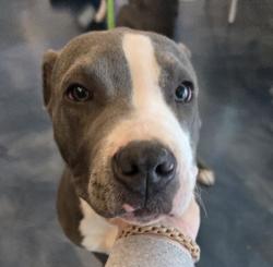 Shelter Stray Female Dog last seen Aster Road, PONTIAC, MI, 48342, 1200 N Telegraph Building 42E, Pontiac, MI 48340, USA