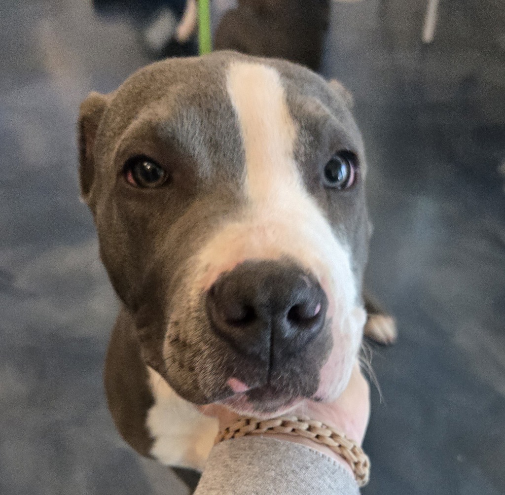 Shelter Stray Female Dog last seen Aster Road, PONTIAC, MI, 48342, 1200 N Telegraph Building 42E, Pontiac, MI 48340, USA