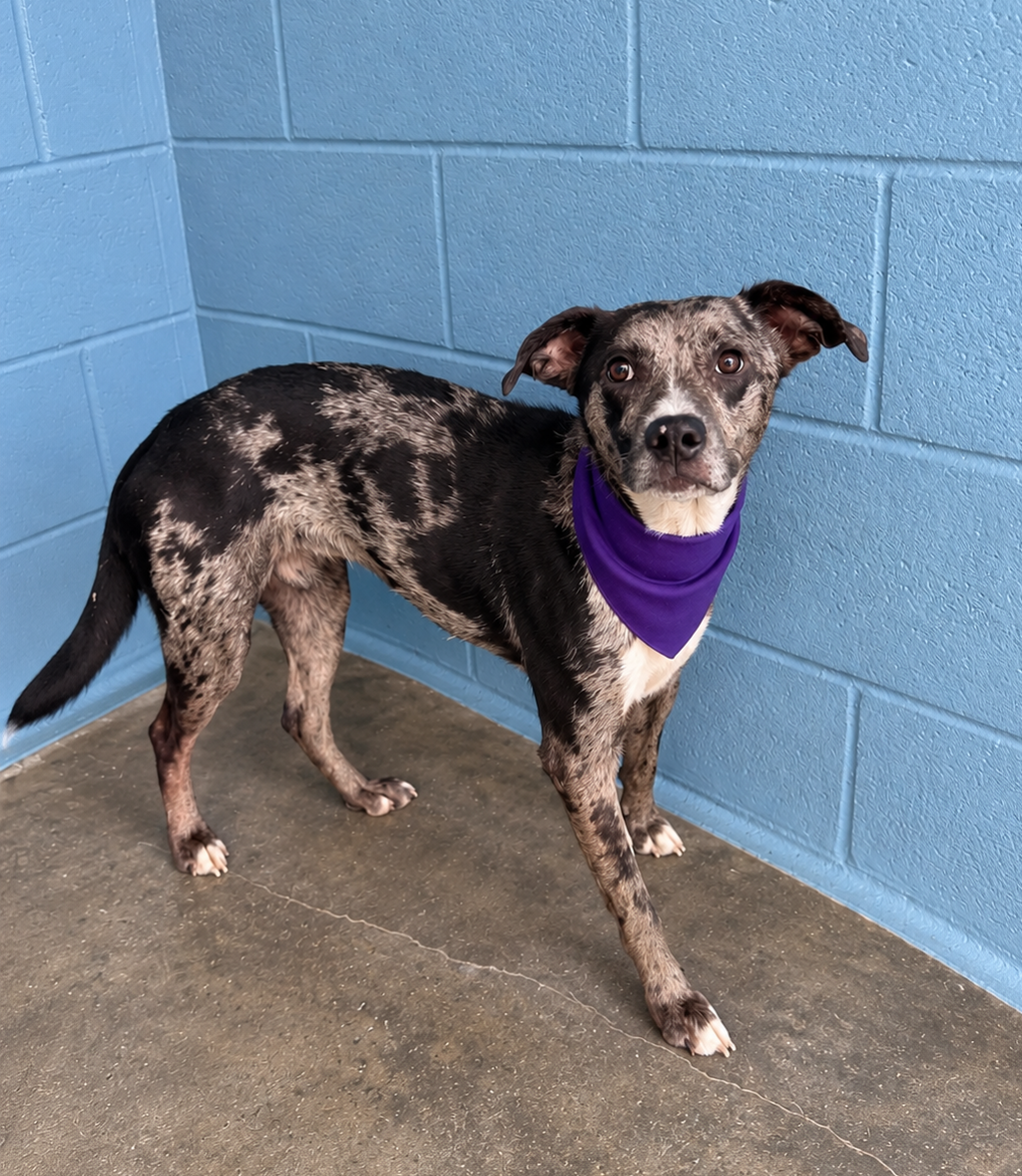 Shelter Stray Female Dog last seen Near Gustave Street, BROUSSARD, LA, 70518, 410 Dugas Rd, Lafayette, LA 70507, USA