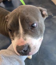 Shelter Stray Female Dog last seen Aster Road, PONTIAC, MI, 48342, 1200 N Telegraph Building 42E, Pontiac, MI 48340, USA