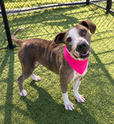 Shelter Stray Female Dog last seen Near Short Street, LAFAYETTE, LA, 70501, 410 Dugas Rd, Lafayette, LA 70507, USA