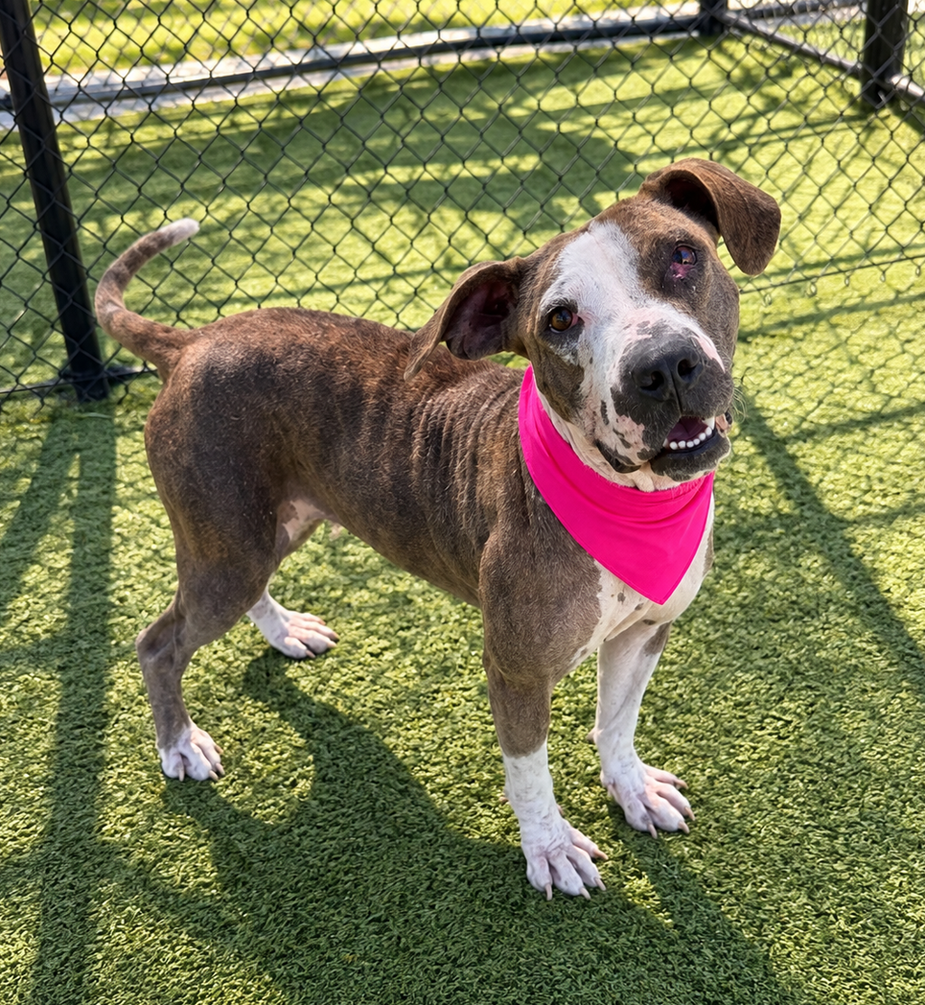 Shelter Stray Female Dog last seen Near Short Street, LAFAYETTE, LA, 70501, 410 Dugas Rd, Lafayette, LA 70507, USA