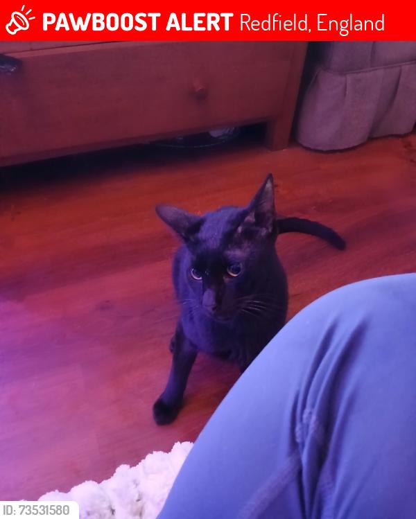 Lost Male Cat last seen Netham park, Redfield, England 