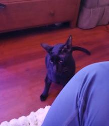 Lost Male Cat last seen Netham park, Redfield, England 