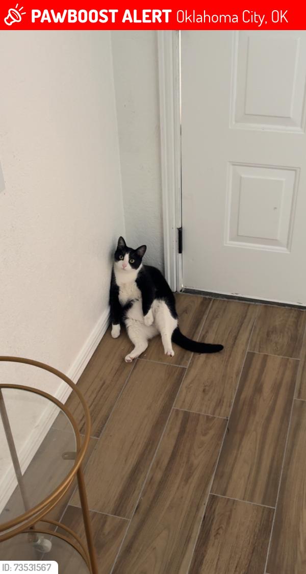 Lost Female Cat last seen Council and Hefner, Oklahoma City, OK 73162