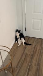 Lost Female Cat last seen Council and Hefner, Oklahoma City, OK 73162