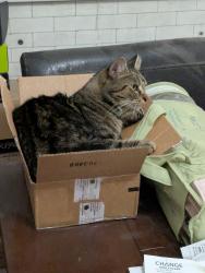 Lost Female Cat last seen Chittenden Ave between 4th and Grant, Columbus, OH 43201