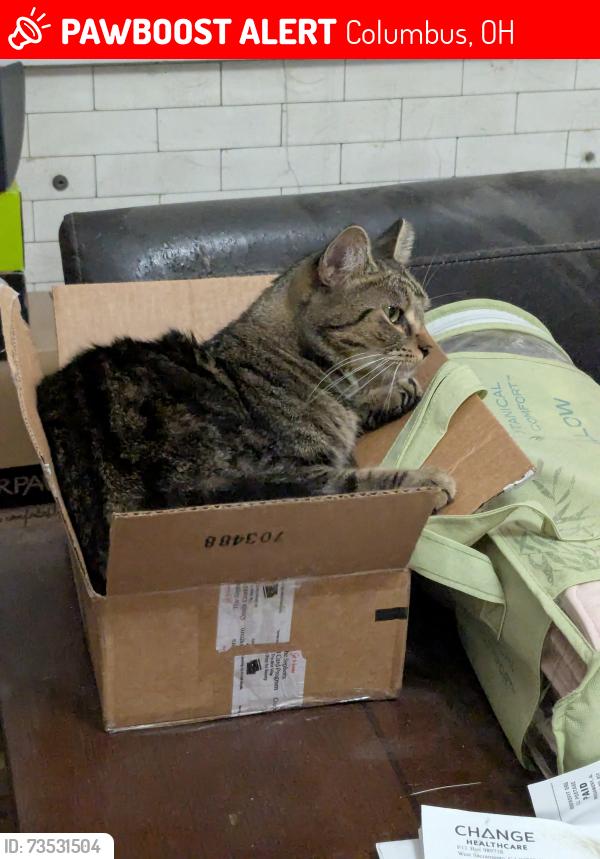 Lost Female Cat last seen Chittenden Ave between 4th and Grant, Columbus, OH 43201