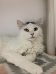 Shelter Stray Female Cat last seen Near E Larkspur Drive, White City Township, UT, 84094, 511 W 3900 S, Salt Lake City, UT 84123, USA