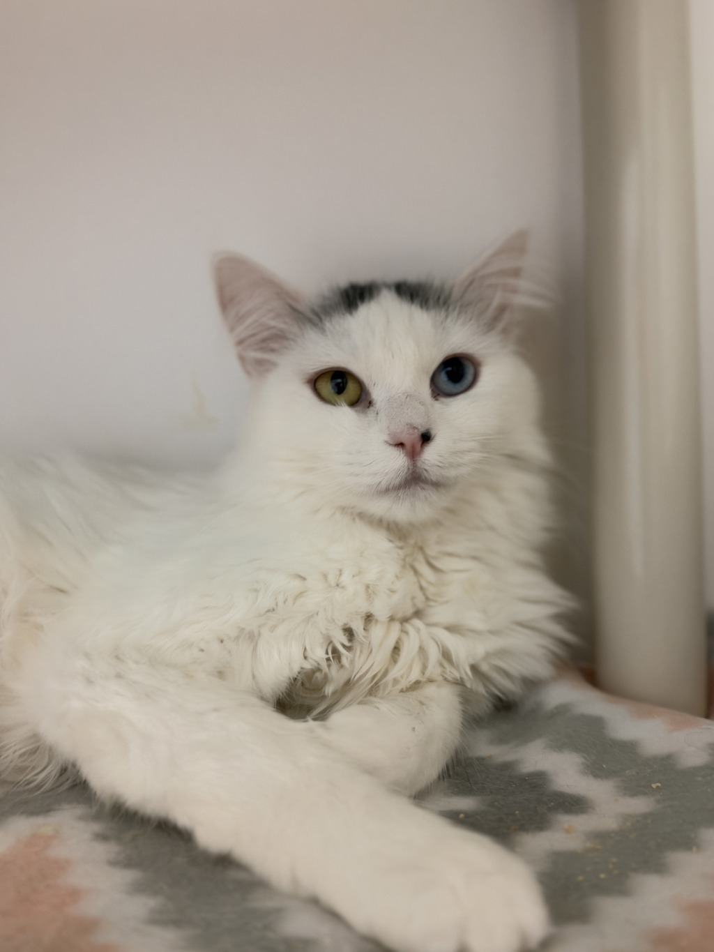 Shelter Stray Female Cat last seen Near E Larkspur Drive, White City Township, UT, 84094, 511 W 3900 S, Salt Lake City, UT 84123, USA